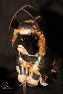 Kuschelhund in Rüstung